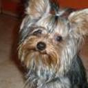 Triny