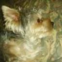 Dogui