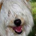 Cani