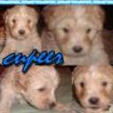 Cooper