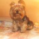 Mia siage