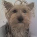 Molly