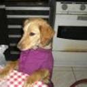 Cuquito