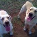 Nala y boddy
