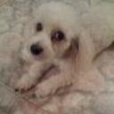 Junior jose