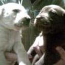 Branca y ziro
