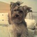 Cuki