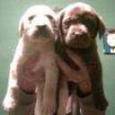 Ziro y branca