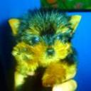 Baby