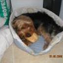 Benji