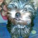 Laky