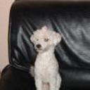 Roki