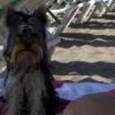 Pipo