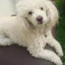 Annie