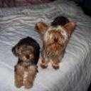 Simba y osito