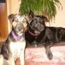 Cuqui