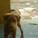 Rex