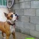 Chucki