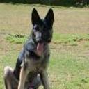 Lobito