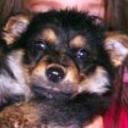 Scuby