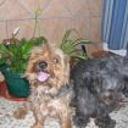 Yorki