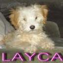 Layca