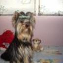Lolo