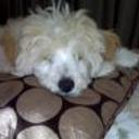 Nena