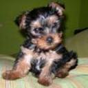 Tayra