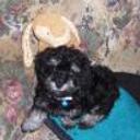 Tiny