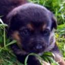 Neska