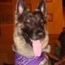 Loba