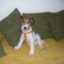 Brandy