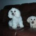 Yanko y dana