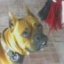 Leonidas