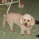 Dolly