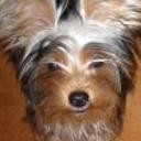 Chiqui