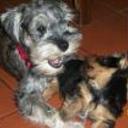 Oddy e issa