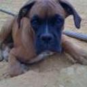 Tyson