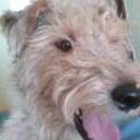 Pipi