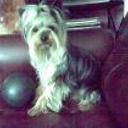 Peluche