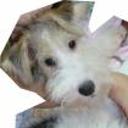 Manchitas