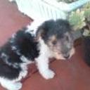 Pipi