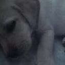 Rocco