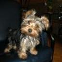 Tayra