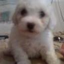Toby