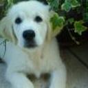 Brujo de villacarsan