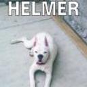 Helmer