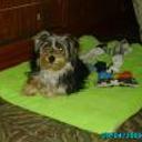 Dogui