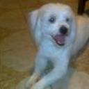 Frodo